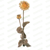 Цветы 82022
