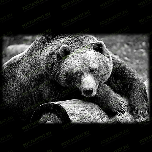 Медведь — художественная гравировка на памятник из гранита