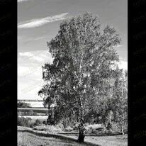 Береза 99016