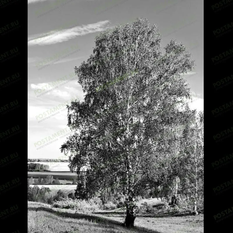 Береза на памятник гравировка 99016